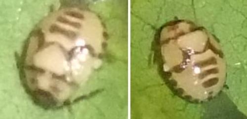 Tritomegas bicolor