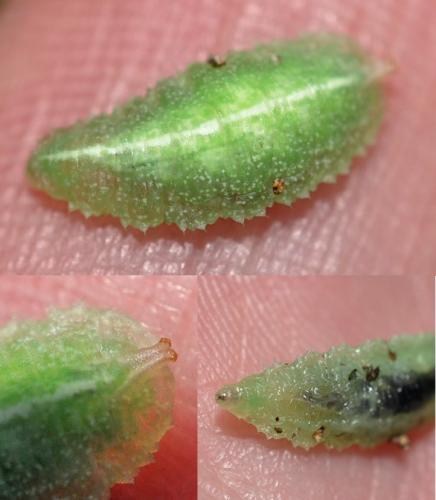 Réf. 101 152 : Epistrophe sp.