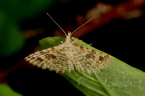 Alucita hexadactyla