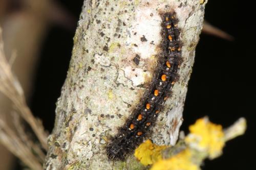 Eilema complana