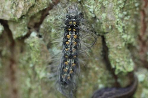 Lithosia quadra