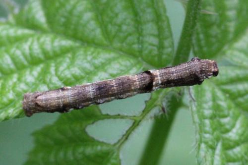 Ectropis crepuscularia