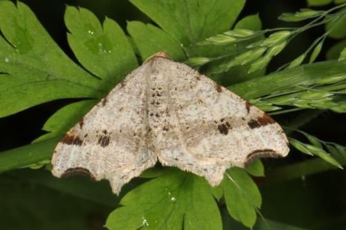 Macaria alternata