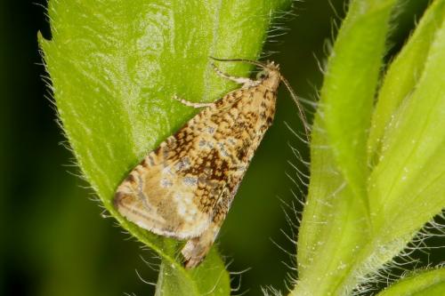 Celypha lacunana