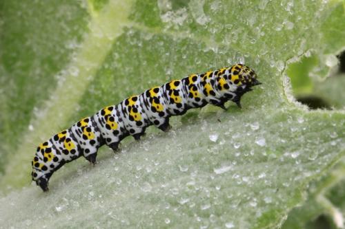 Cucullia verbasci