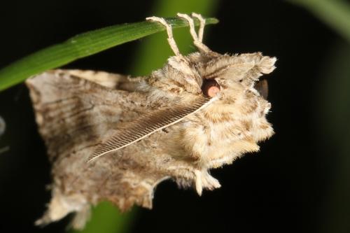 Pterostoma palpina