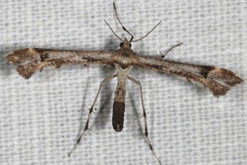 Platyptilia sp.