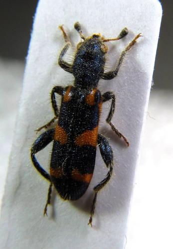 Trichodes leucopsideus