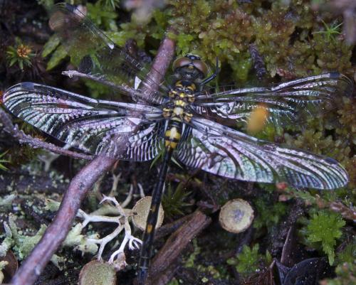 Leucorrhinia dubia