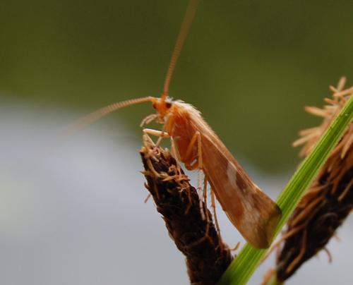 Réf. 101 279 : Limnephilus sp.