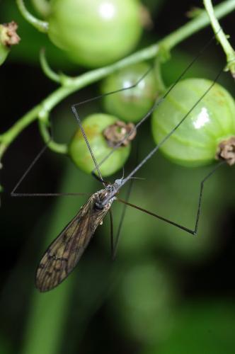 Réf. 101 053 : Dactylolabis sexmaculata