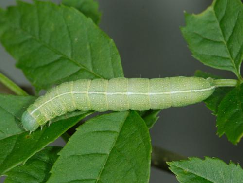 Lithophane semibrunnea