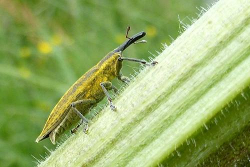 Lixus iridis