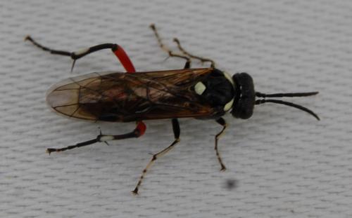 Macrophya punctumalbum