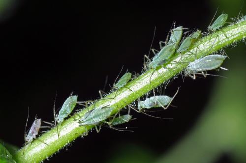 Réf. 101 695 : Macrosiphum euphorbiae