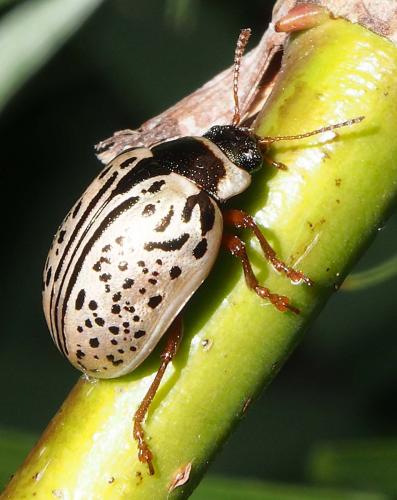 Réf. 101 276 : Calligrapha multipunctata