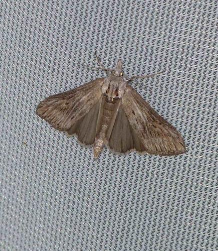 Réf. 101 842 : Megasis rippertella