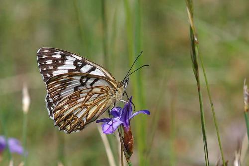 Melanargia occitanica