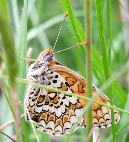 Réf. 101 529 : Melitaea phoebe