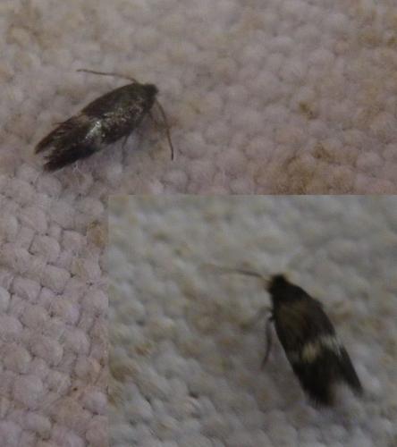 Ectoedemia sp.