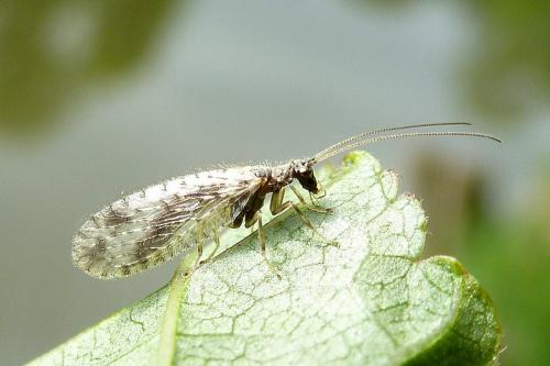 Micromus variegatus