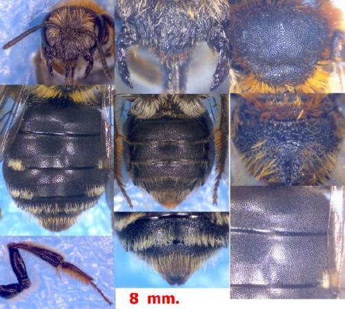 Andrena miegiella