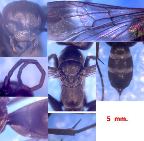 Réf. 101 936 : Microphadnus pumilus