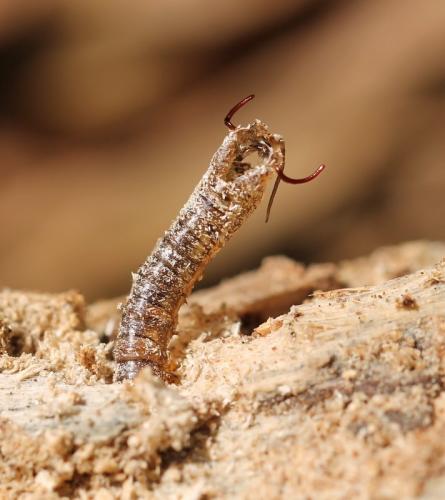 Réf. 101 273 : Tipula flavolineata