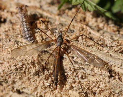 Tipula flavolineata
