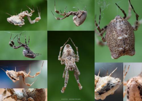 Uloborus plumipes