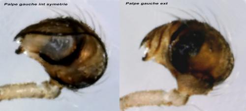 Réf. 101 410 : Synaphris saphrynis