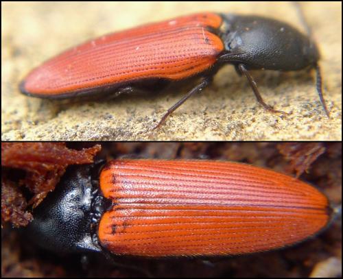 Ampedus sp.