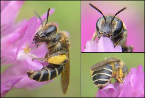 Andrena sp.