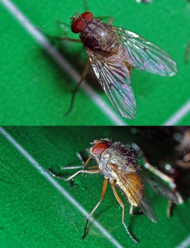Réf. 101 625 : Helina abdominalis