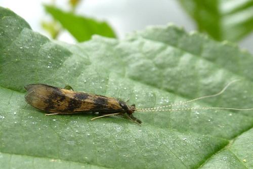 Réf. 101 482 : Mystacides longicornis