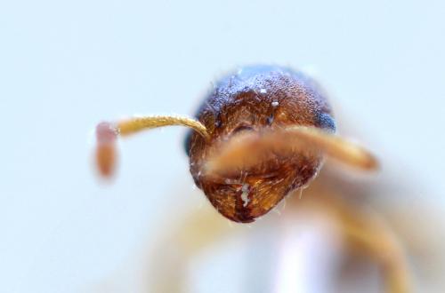 Temnothorax nylanderi