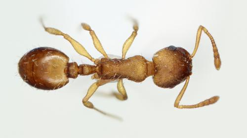 Temnothorax nylanderi