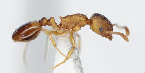 Temnothorax nylanderi