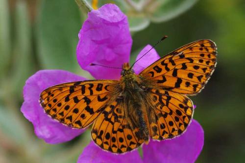 Boloria euphrosyne