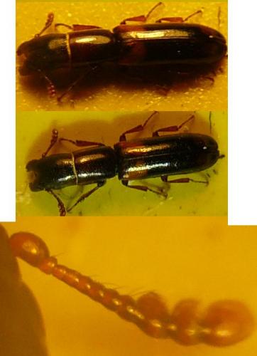 Nemozoma caucasicum