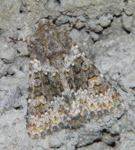 Réf. 101 603 : Hecatera dysodea