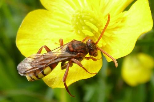 Réf. 101 069 : Nomada sp.