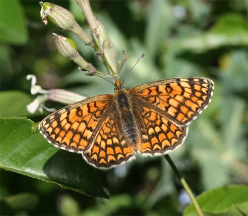 Melitaea deione