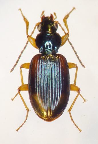 Bembidion tetracolum