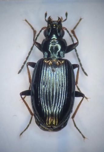 Bembidion tibiale