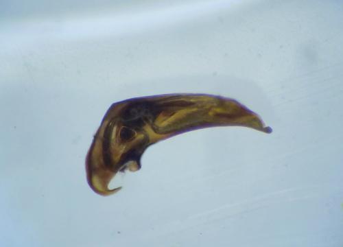 Bembidion tetracolum