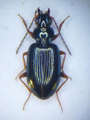 Bembidion latinum