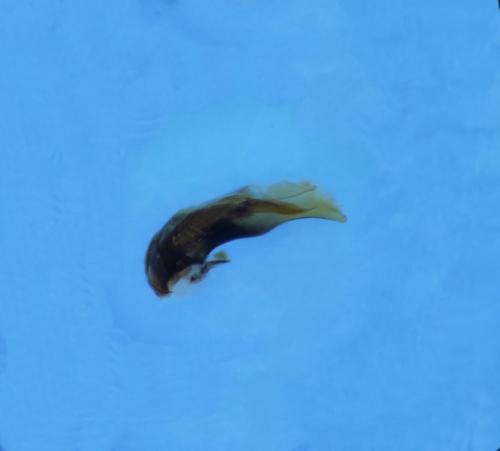 Bembidion latinum