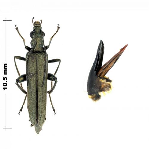 Réf. 101 351 : Oedemera virescens