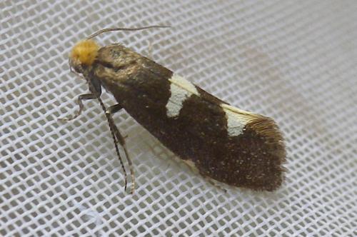 Incurvaria masculella